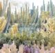 Kebun Raya Gurun_ Phoenix