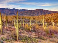Taman Nasional Saguaro